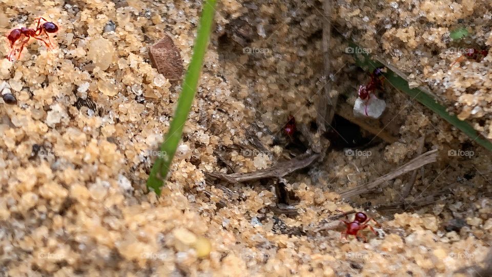 Hard Working Red Ants In Sandy Ground Coming In And Out Their Home For Food Close-Up