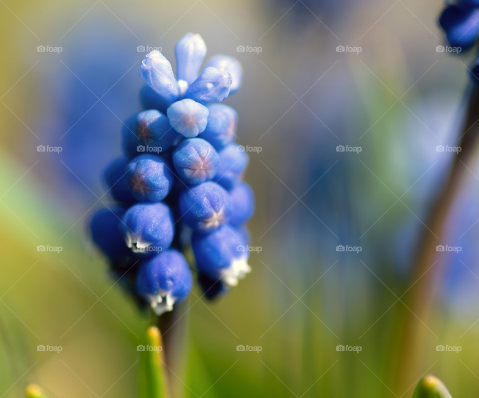 Muscari flower close up