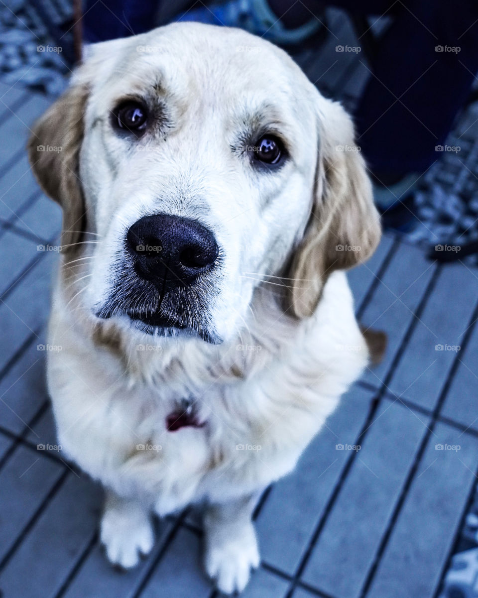 cute dog on the street