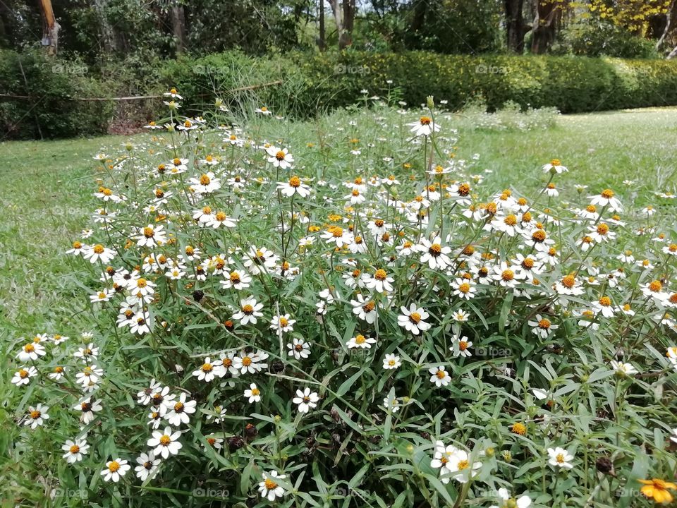 Go crazy with flowers # botanical Garden