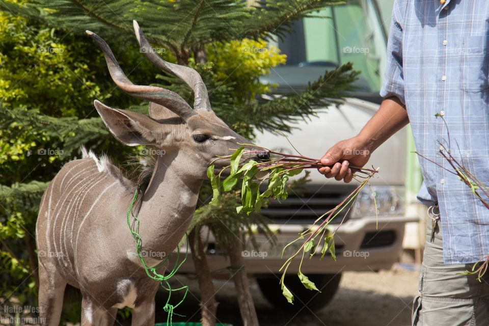 Kudu 