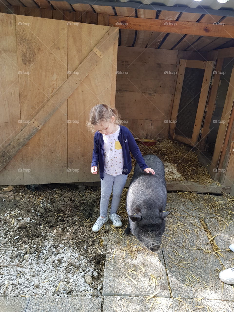 a little girl strokers a sow