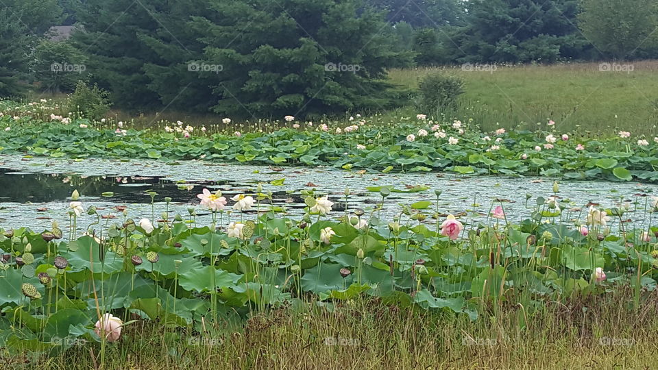 water lily's on pond