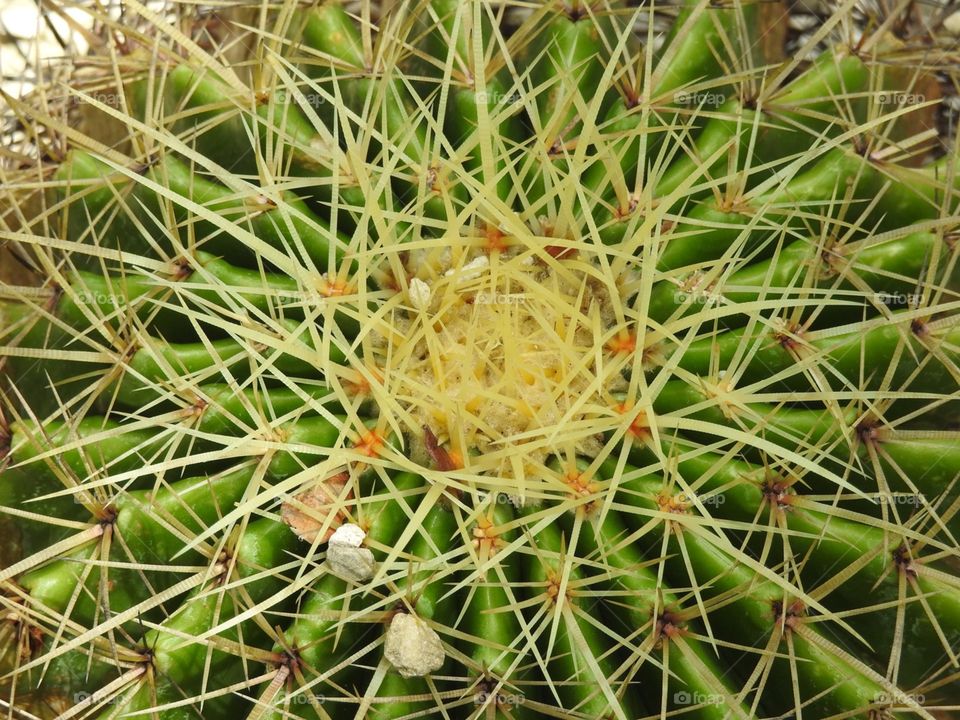 Cactus or nest