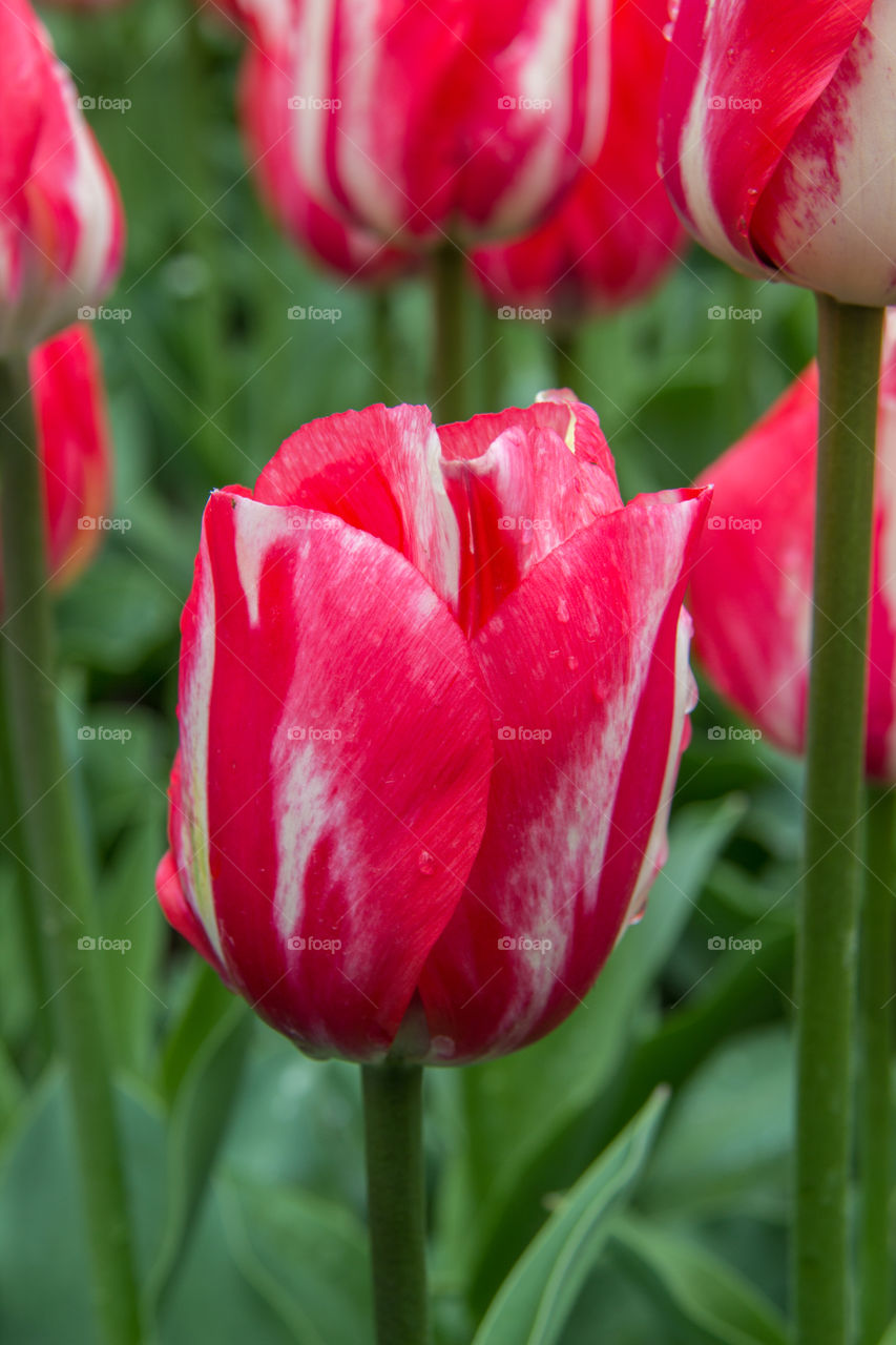 Tulips and water droplets 