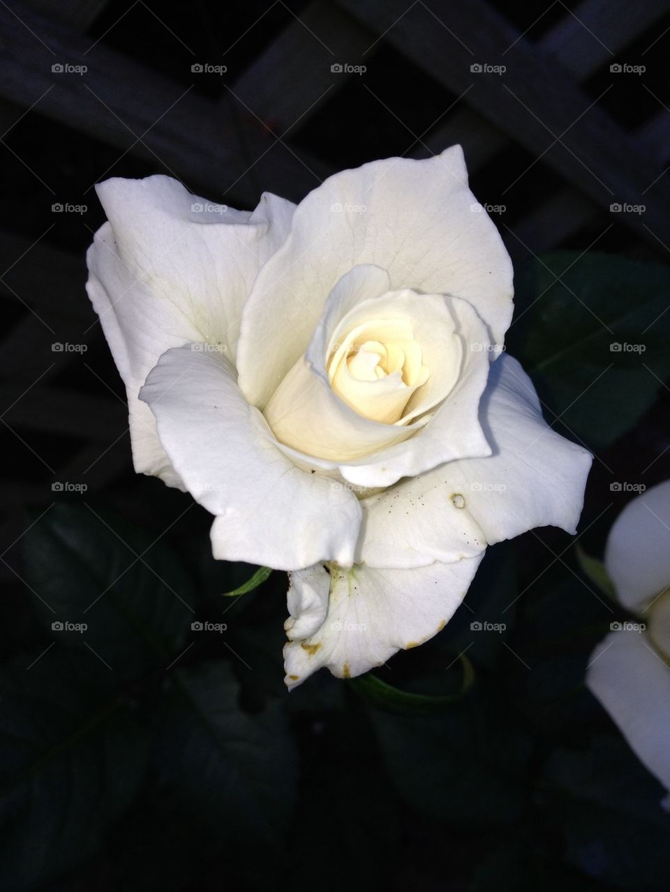 White rose, full bloom, in my garden @ nite!
