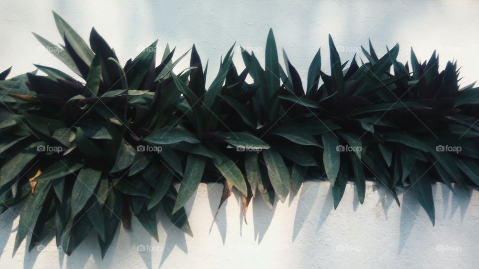 Beautiful green ornamental plants on the white wall