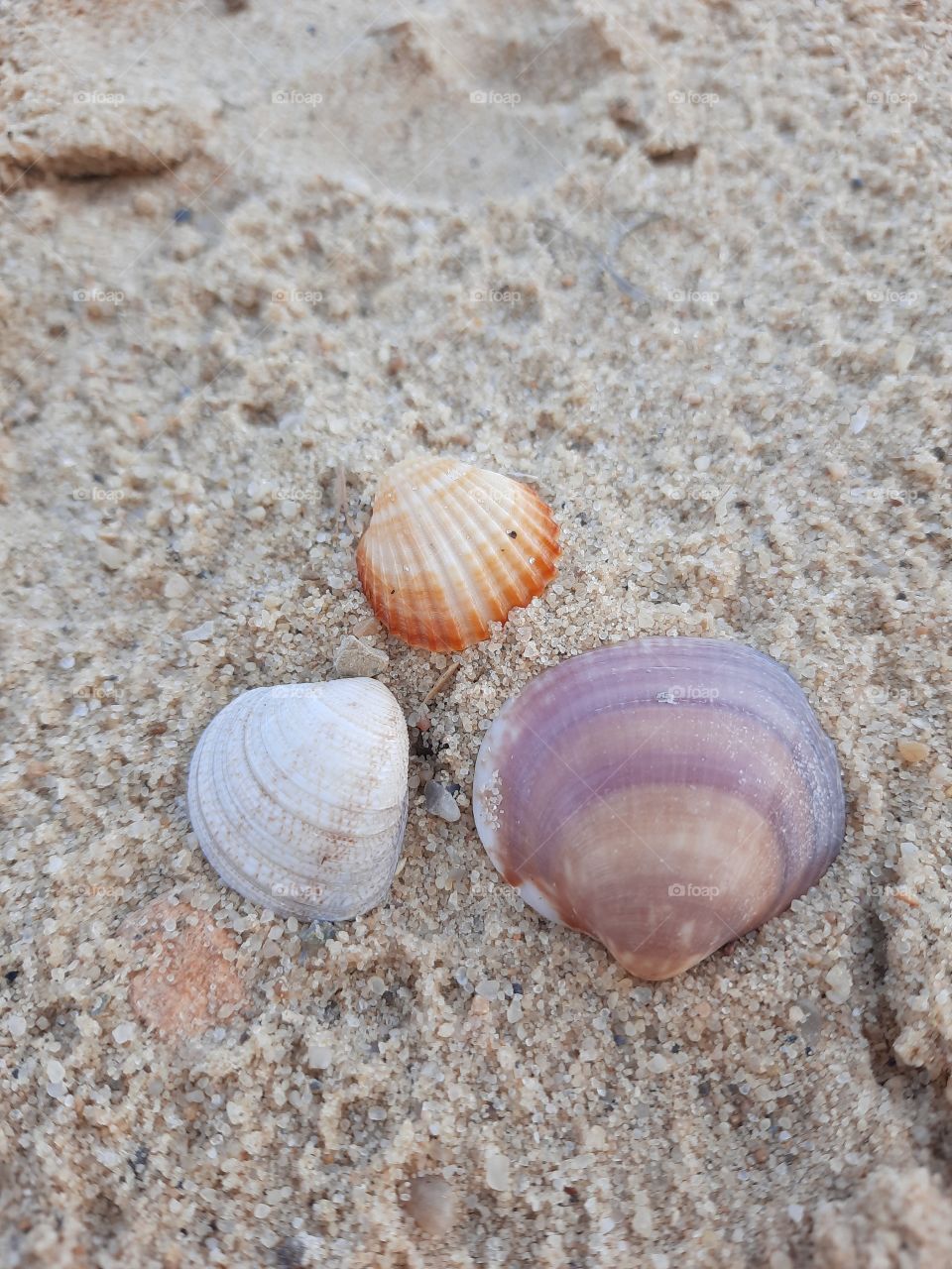 Seashells in Tunisia