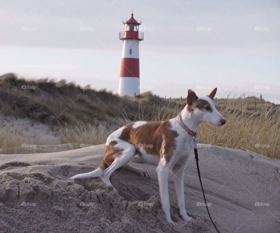 Lighthouse keeper dog