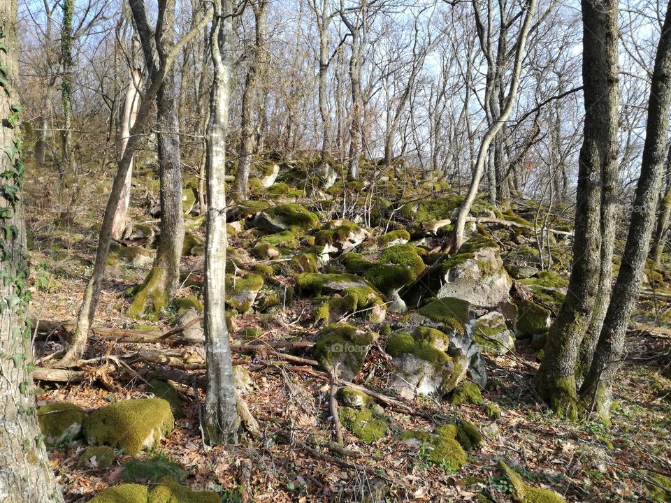Rocky hill slopes with trees