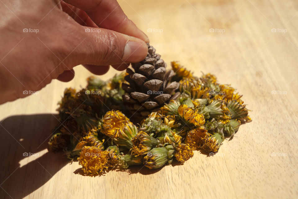 A man places a pine cone in the center of a collection of dandelion buds on a wooden cutting board.