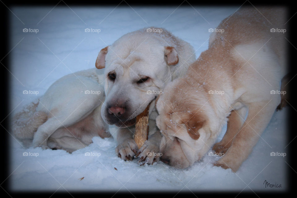 Brothers enjoing the snow