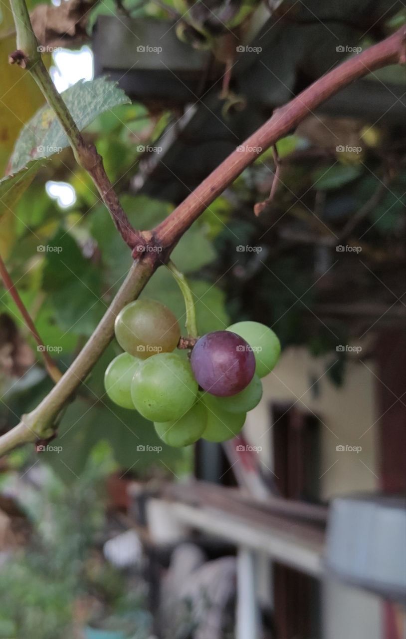 Grapes, even though these grapes are small in size, still taste sweet.