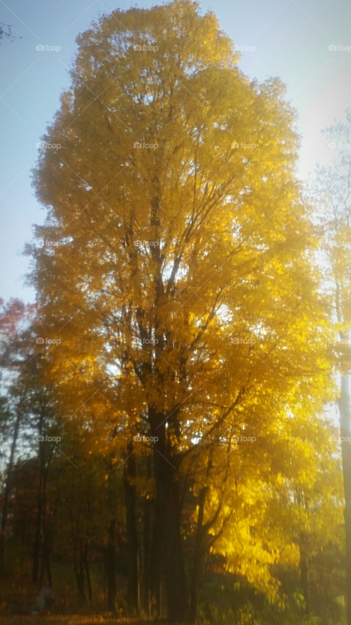 Golden Maple