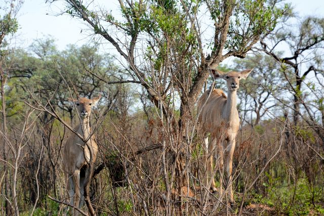 Two Kudu