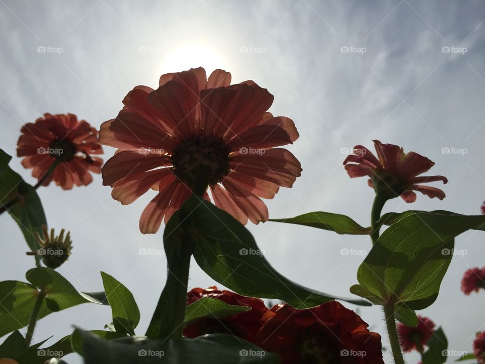 Looking up at Beauty