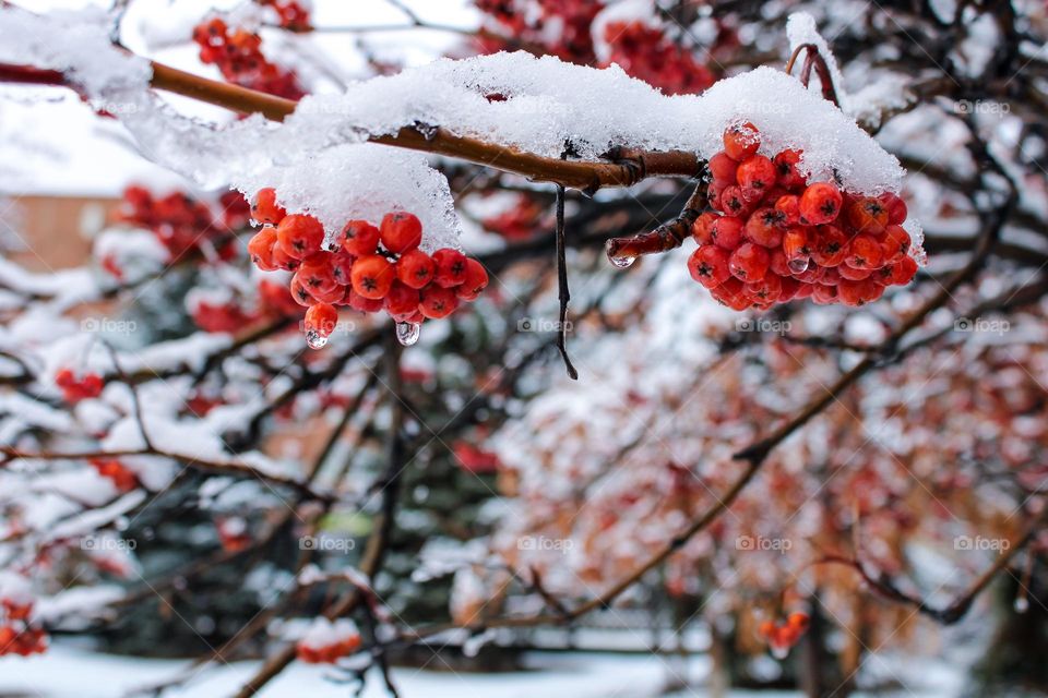 зима, снег, природа, деревья, ягоды, рябина, гроздья, лëд, вода, капли, ветка, winter, snow, nature, trees, berries, rowan, bunches, ice, water, drops, branch