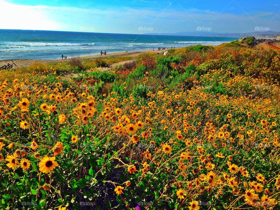 Daisy fields at the beach. Southern California beach in San Clemente 