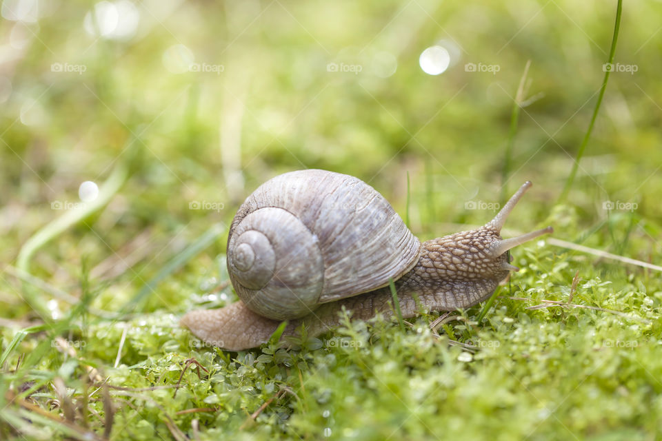 Slow snail