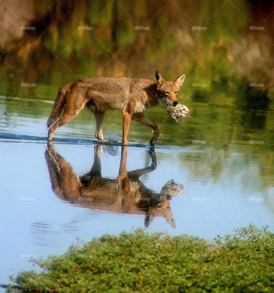 Coyote Wading in Lake with Prey