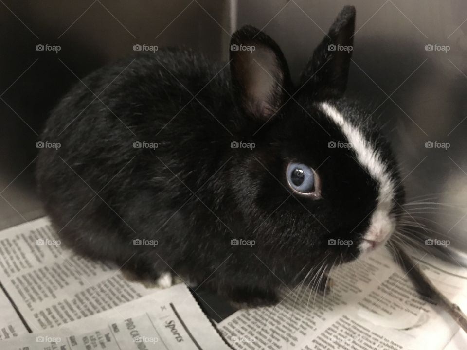 Closeup of Black Bunny with Stunning Blue Eyes at Local Animal Shelter 