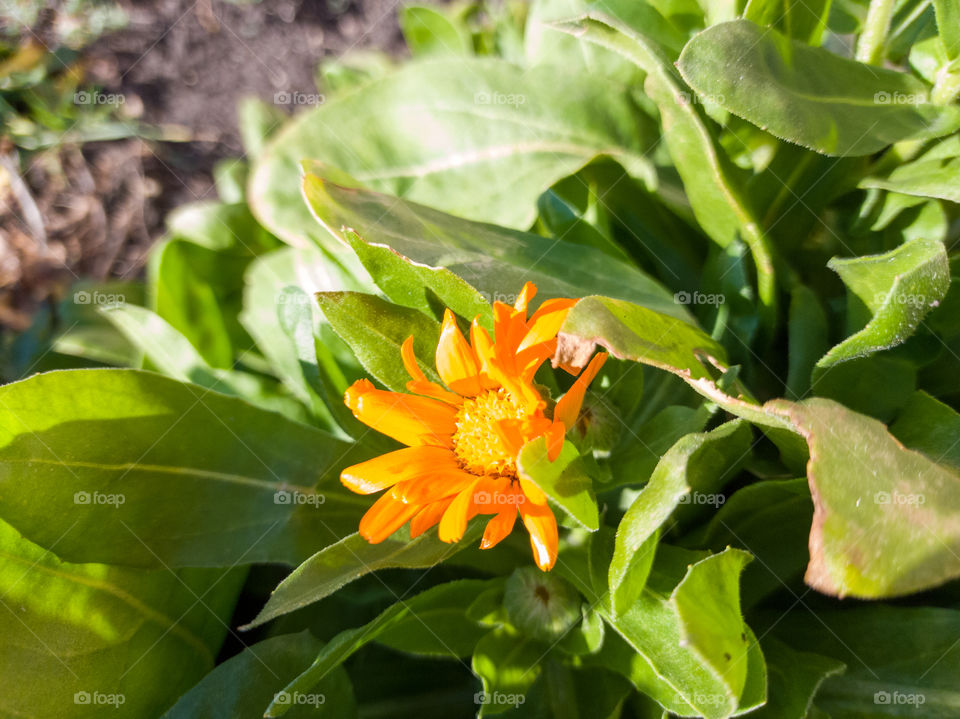 the sun shines brightly on the Calendula officinalis in the garden.