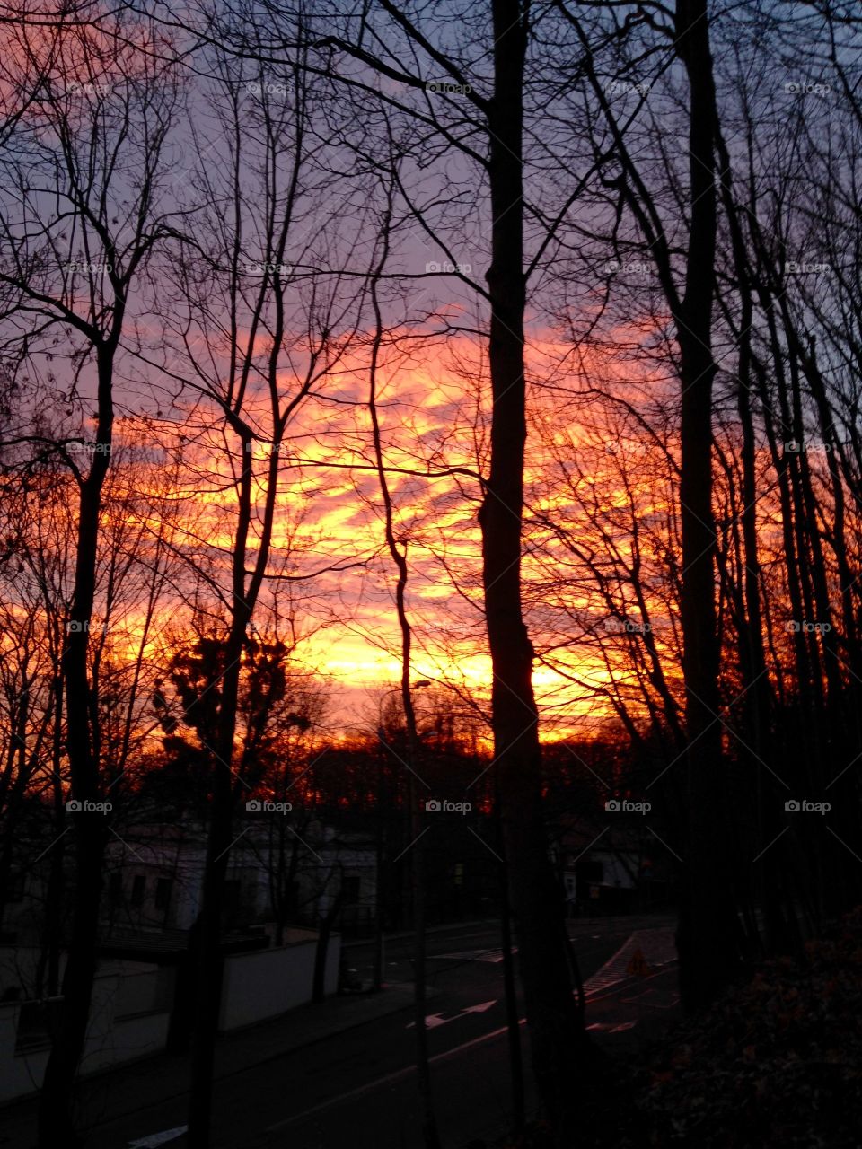 Sky through the trees 