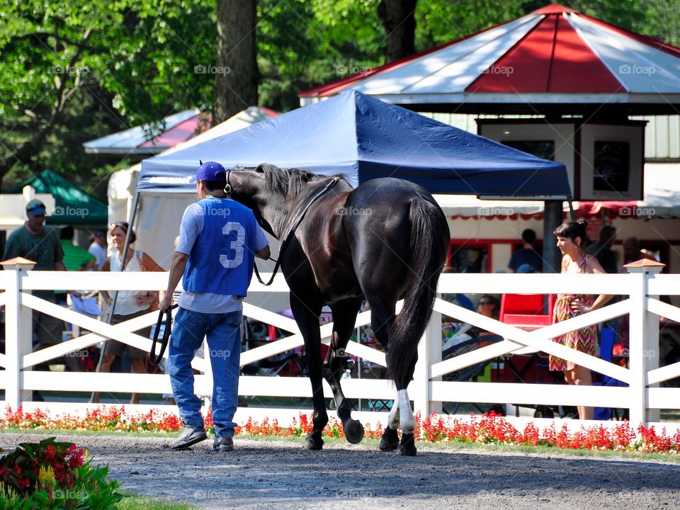 Saratoga Paddock. Opening day at the Saratoga. This racehorse is all tacked and ready to go. The handler waits for the jockey.
Fleetphoto