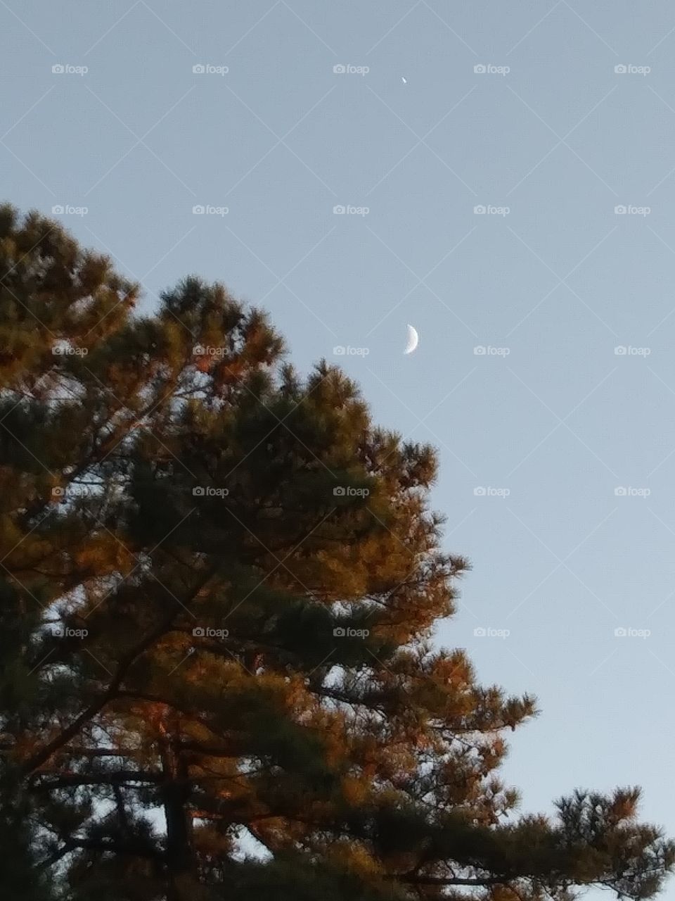 moon and tree at sunset