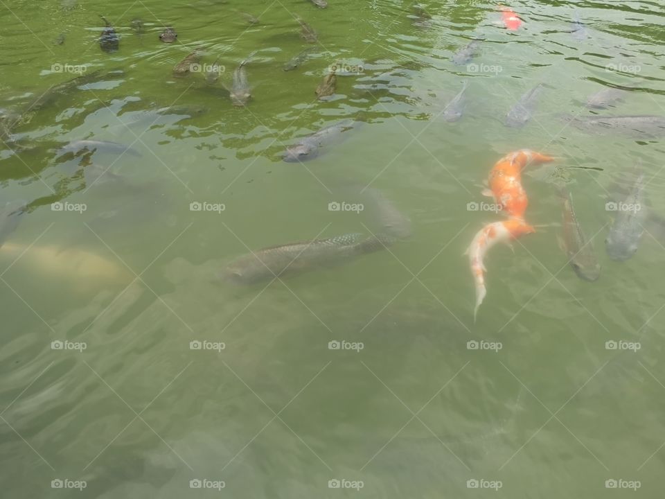 Fancy​ carp​ koi fish​