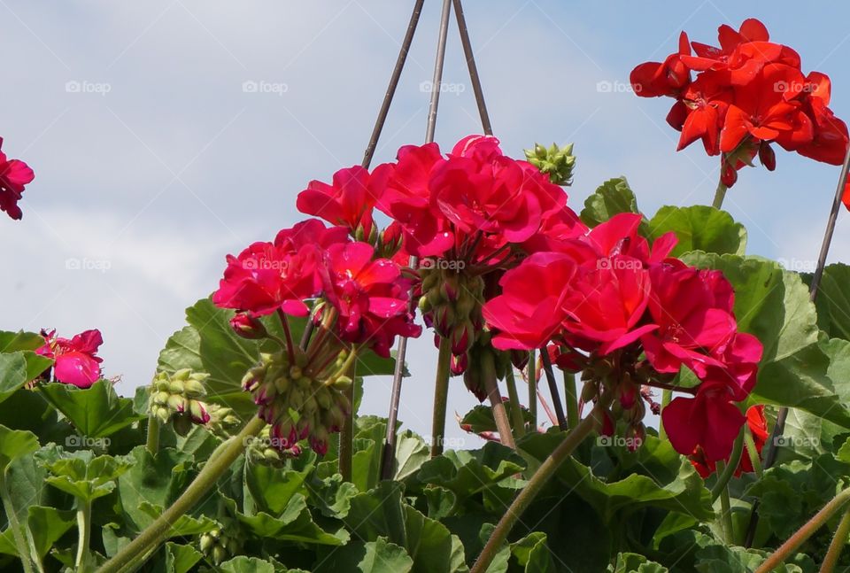 Red flowers in a hanging basket