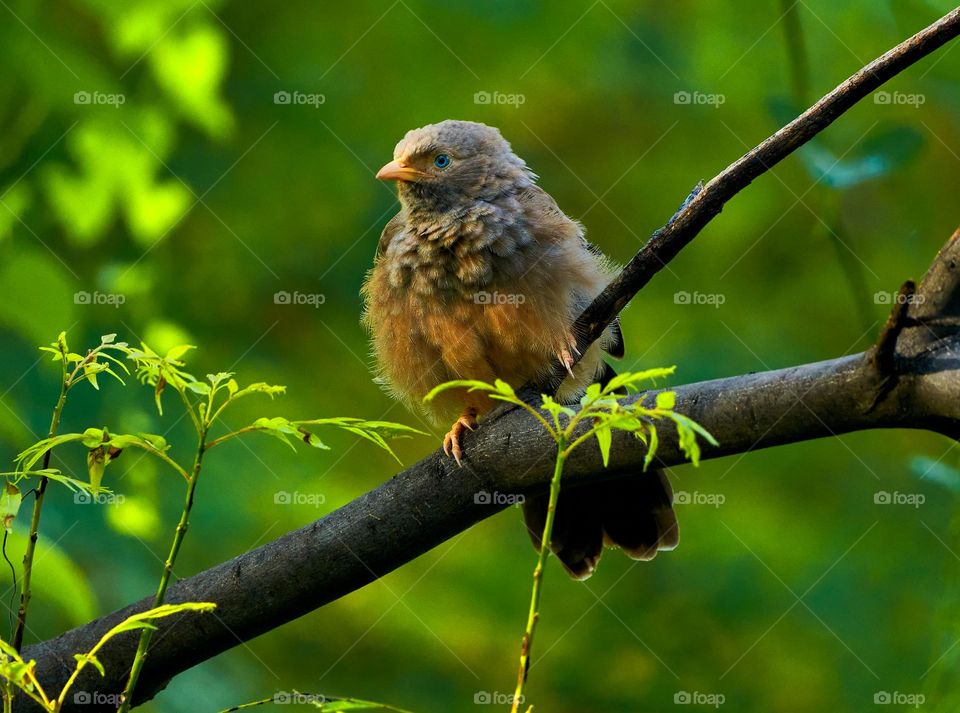 Bird photography  - Babbler  yellow