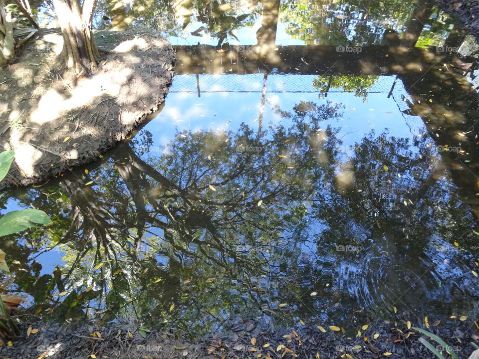 tree reflection