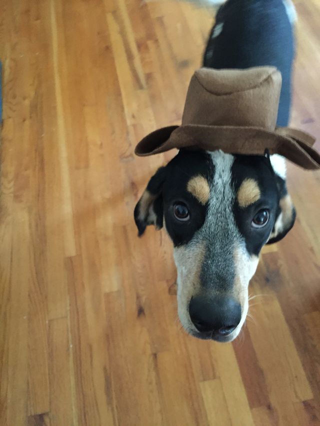 Foapcom Coonhound Dog In Cowboy Hat Stock Photo By Meggan