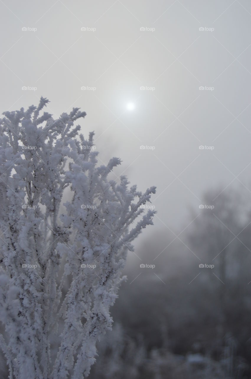 Snow covered tree branches in the forest
