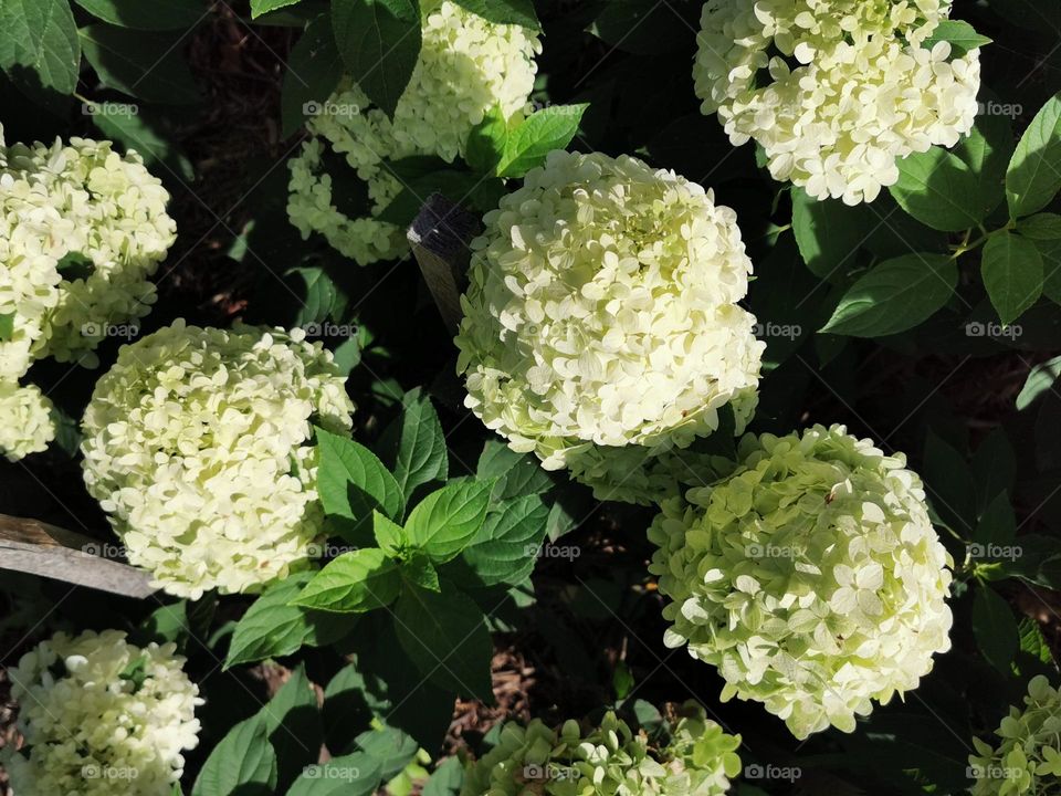 White hydrangeas on green leaves.