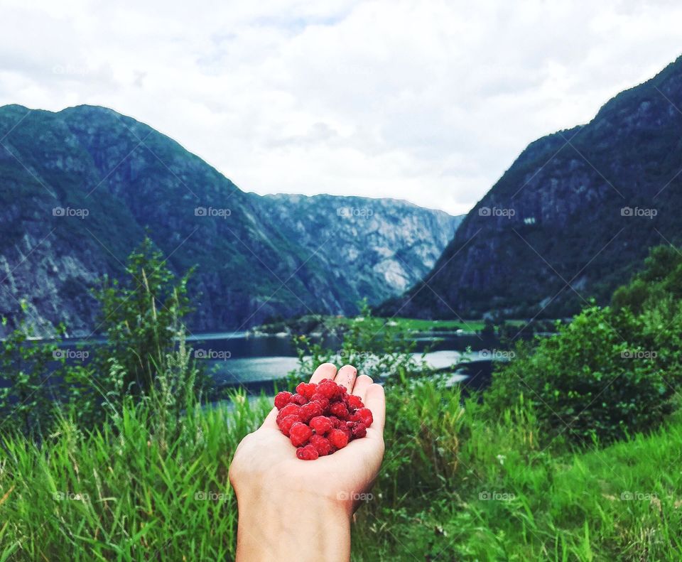 Finding sweet fresh raspberries in the mountains of Norway. 