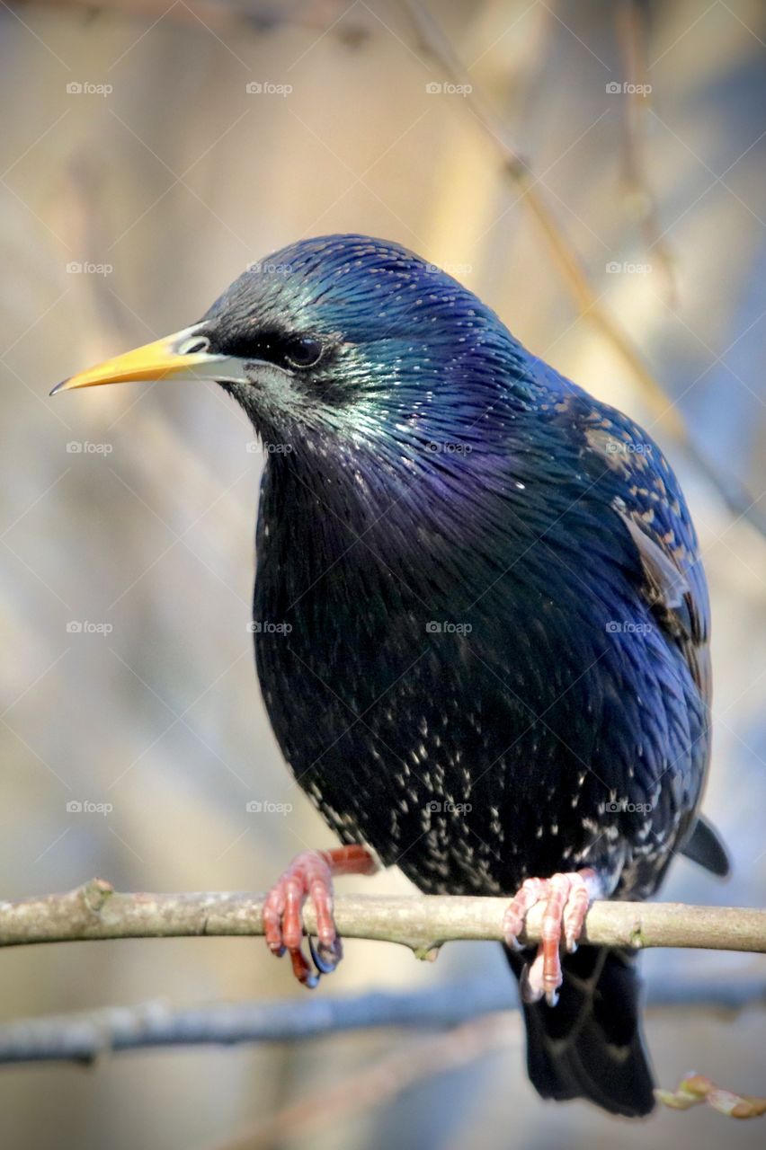 Starling