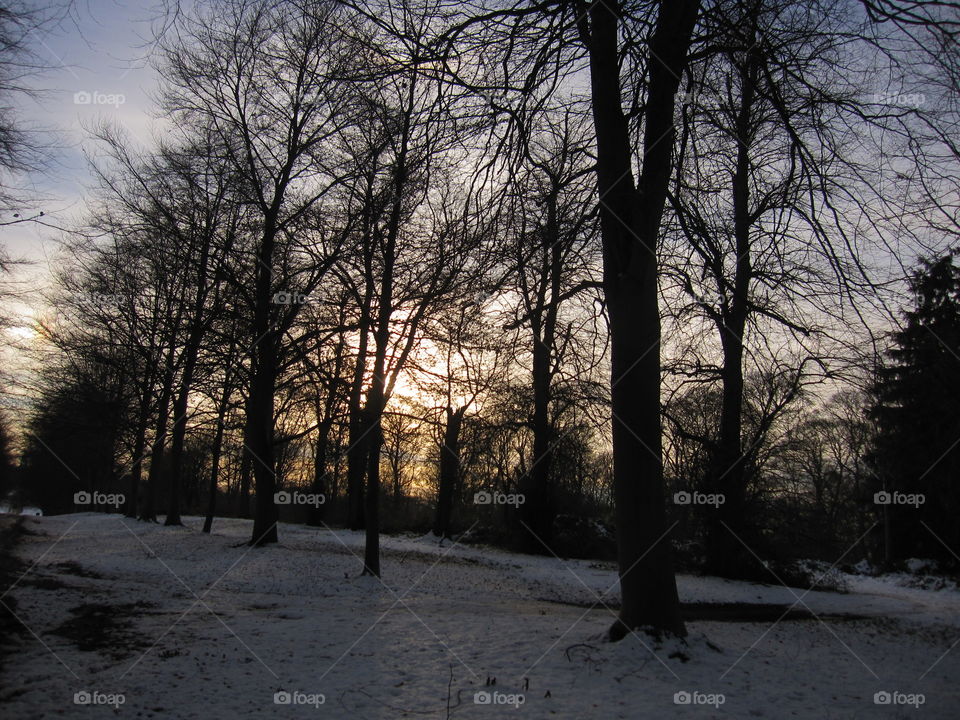 Tree, Landscape, Winter, Snow, Fog