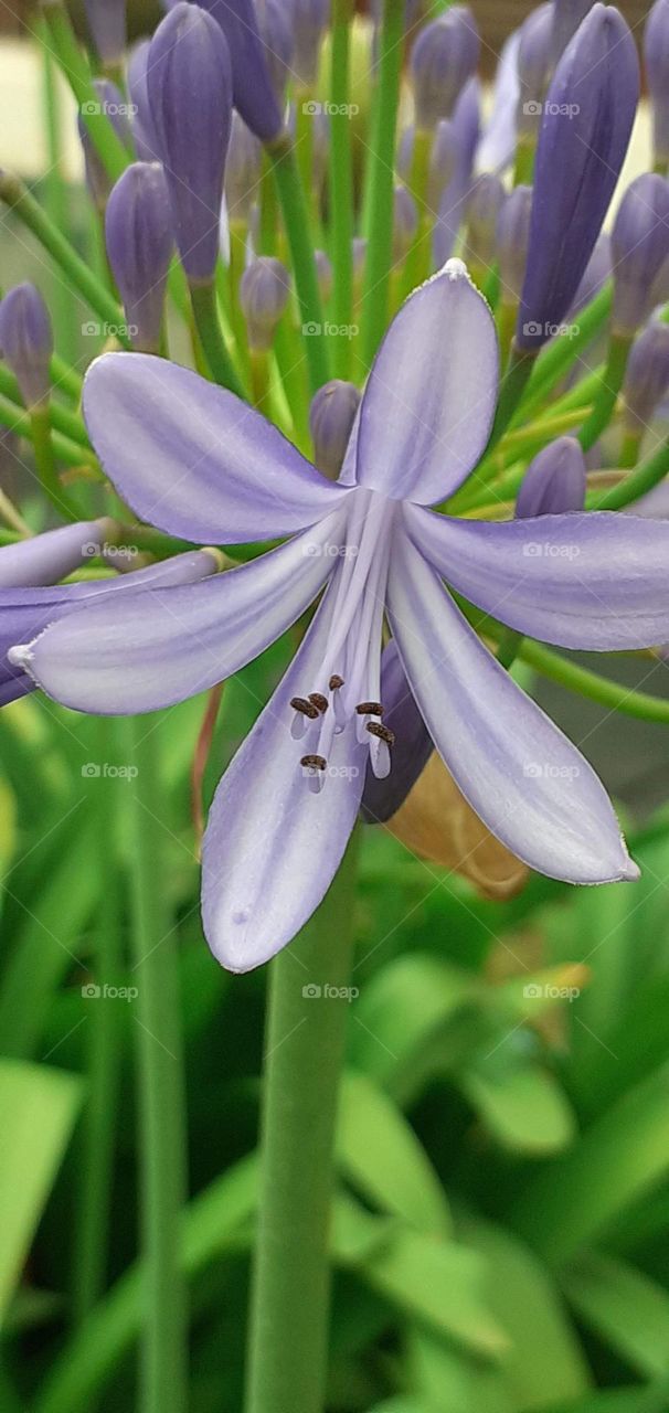 planta agapanthus feliz