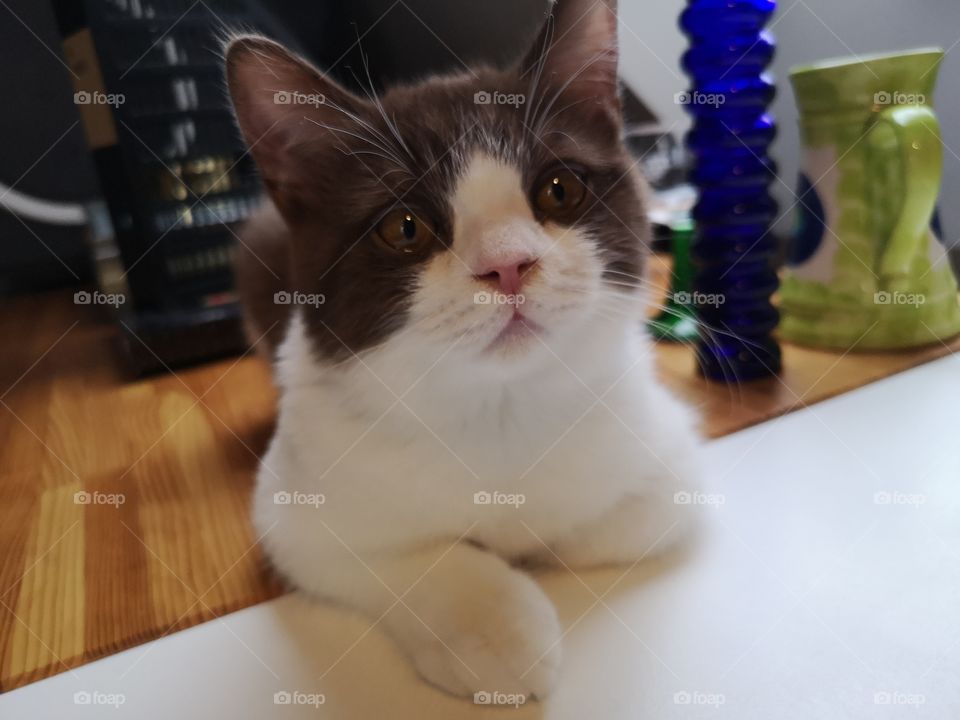 Cat on desk