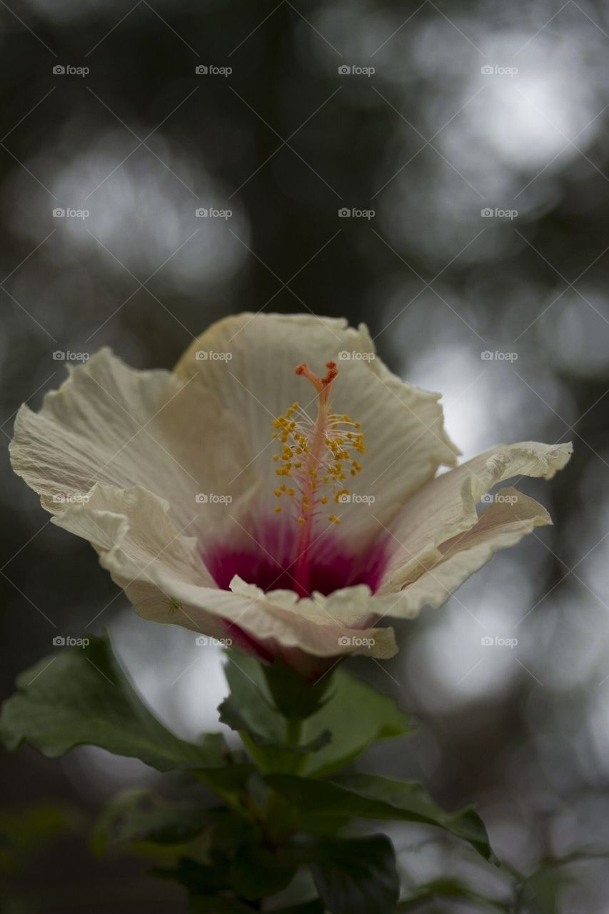 Portrait View Hibiscus Flower