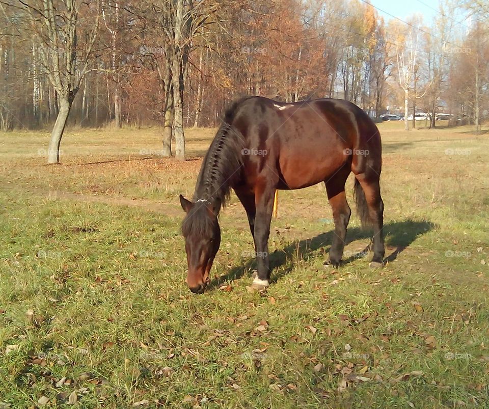 Mammal, Mare, Horse, Cavalry, Farm