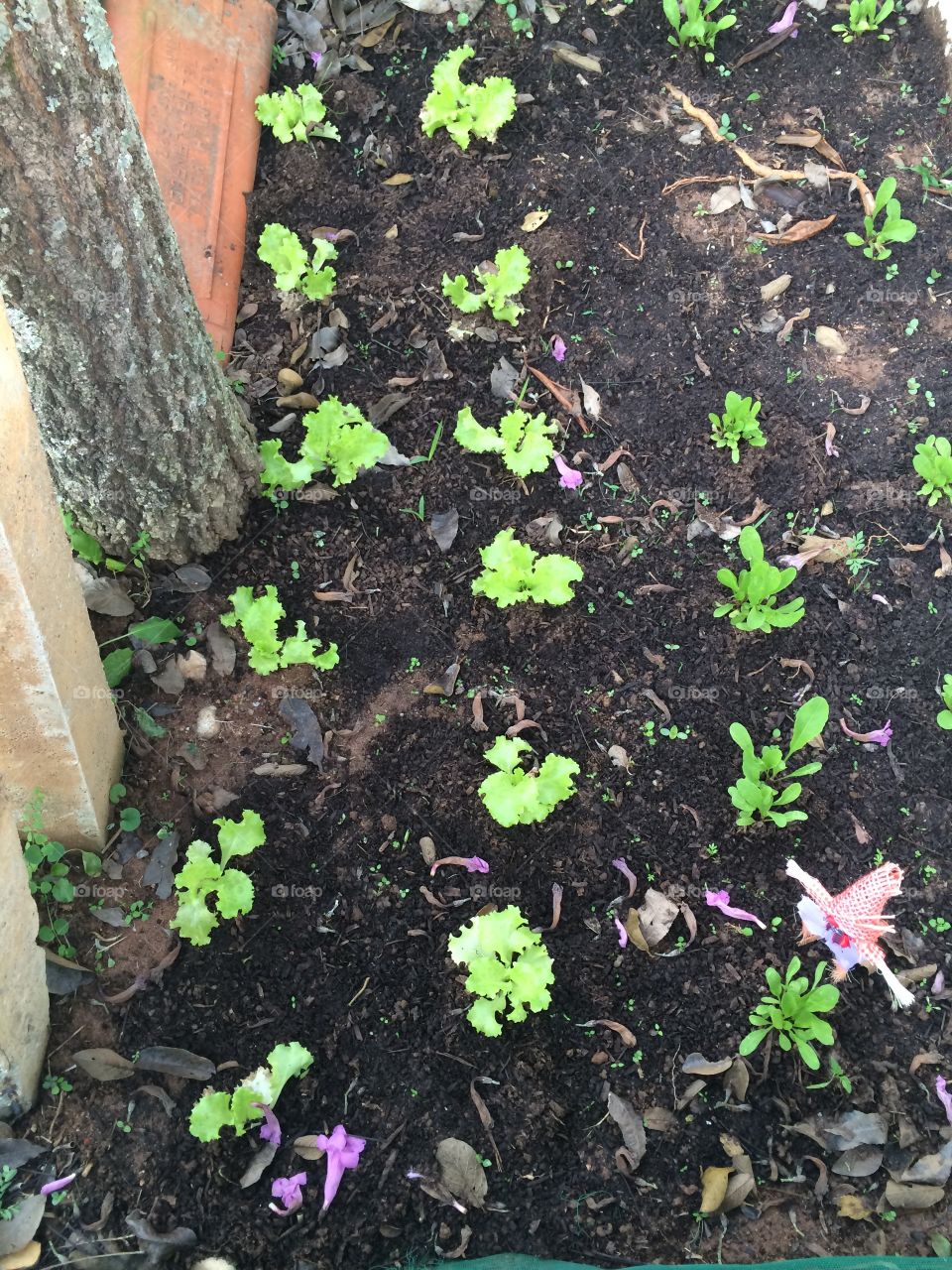 Nossa horta de alface e rúcula. Aqui não tem agrotóxicos, nossa plantação é totalmente orgânica. 