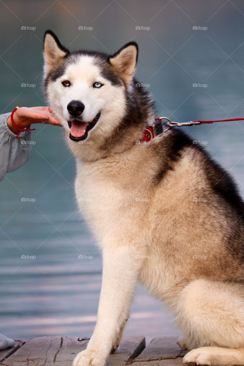 Smiling blue-eyed husky dog sitting beside lake beside woman wearing red offering her hand at Lake Louise in scenic Canada's Rocky Mountains in Alberta near Banff