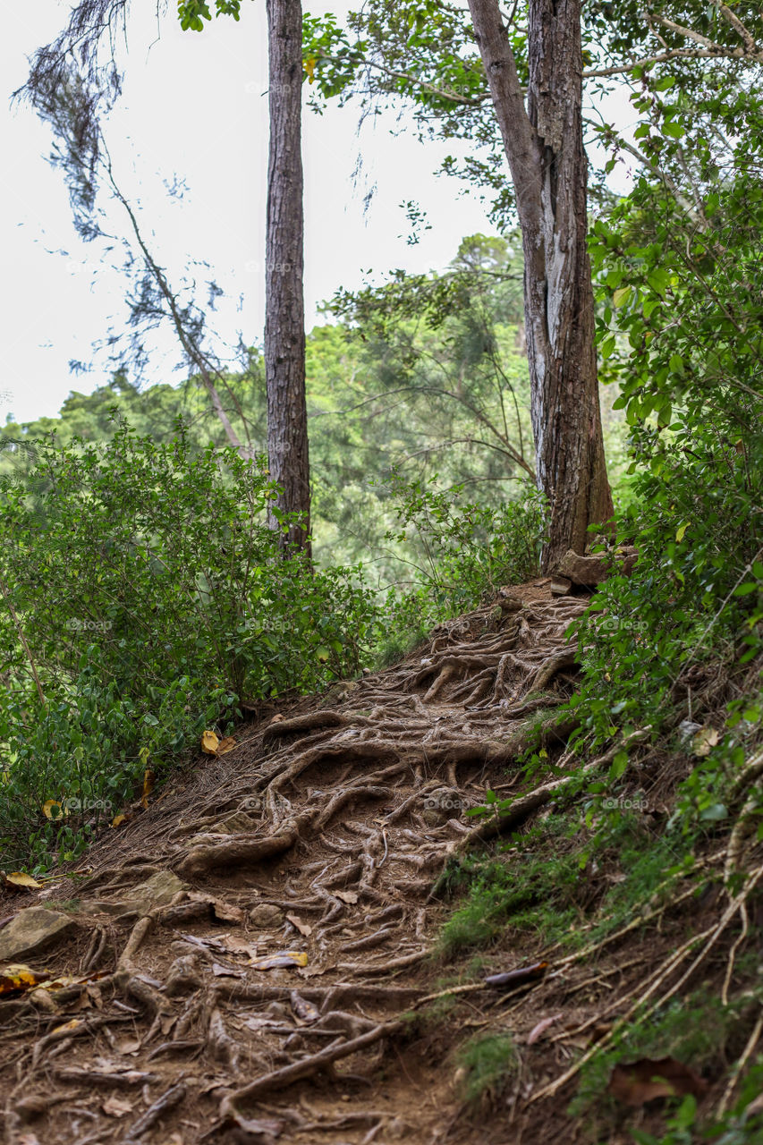 Rugged trail for mountain hike