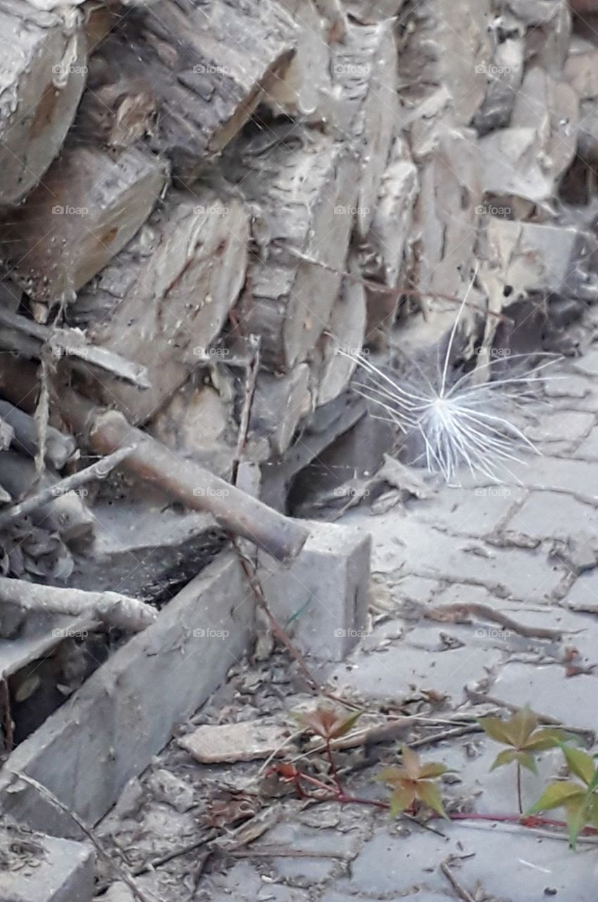 white fluffy seed suspended in the air by wooden trunks