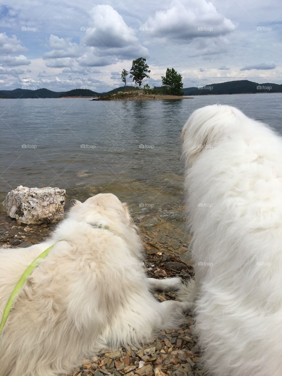 Lake dogs 