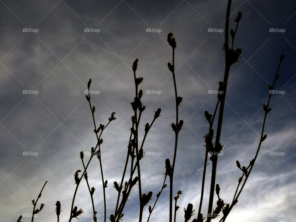 Low angle view of silhouette of plants growing against cloudy sky at sunset in Berlin, Germany.