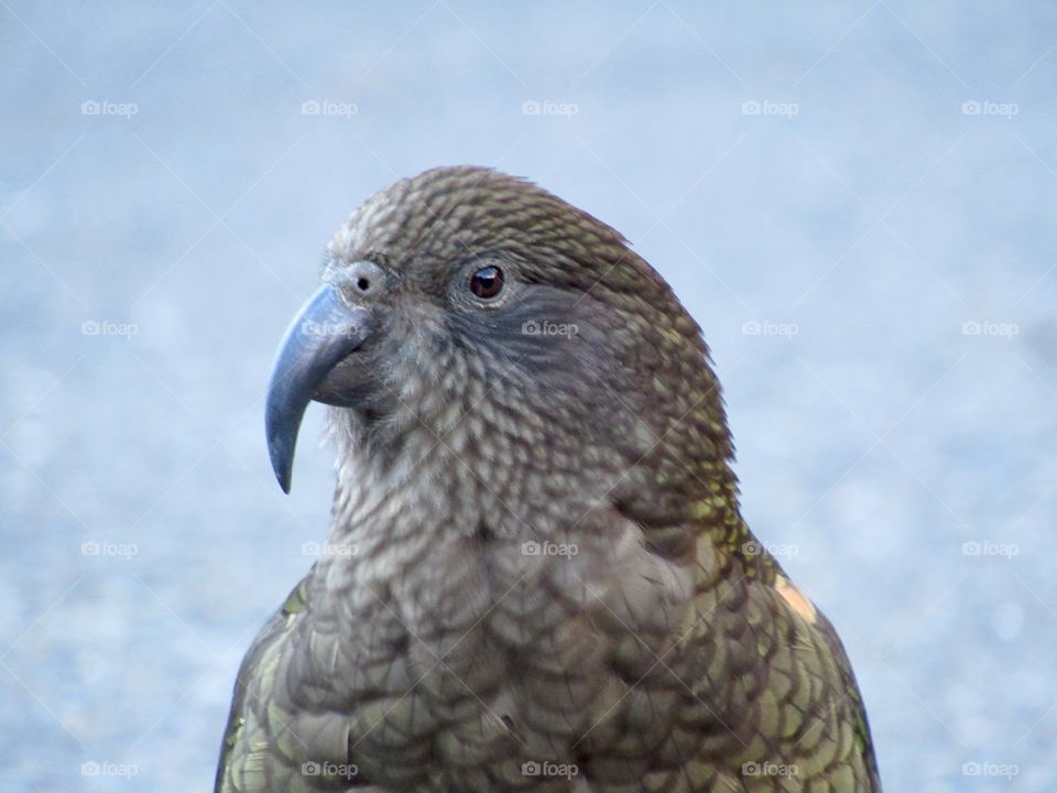 A cheeky kea that stopped destroying cars momentarily to spare me a glance. This rare alpine parrot is posing in the Fiordlands of New Zealand’s South Island.
